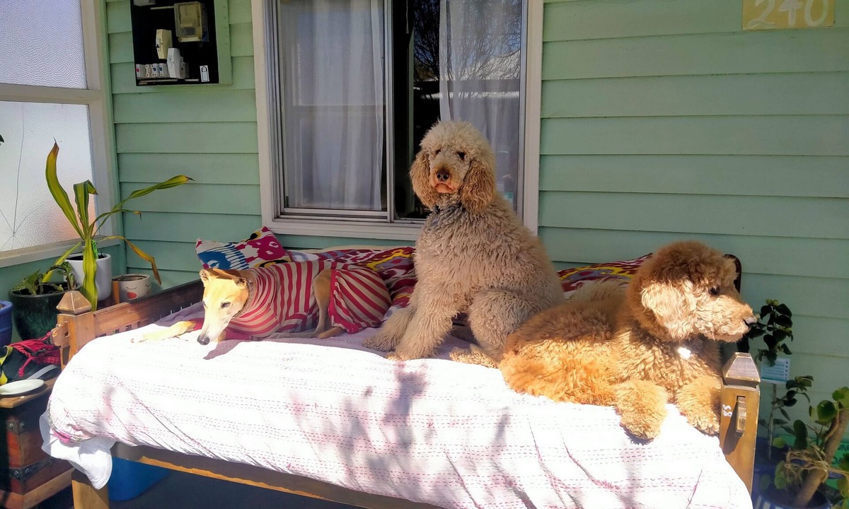 Orange East House | Arty colour-filled cottage in East Orange. Pet friendly!