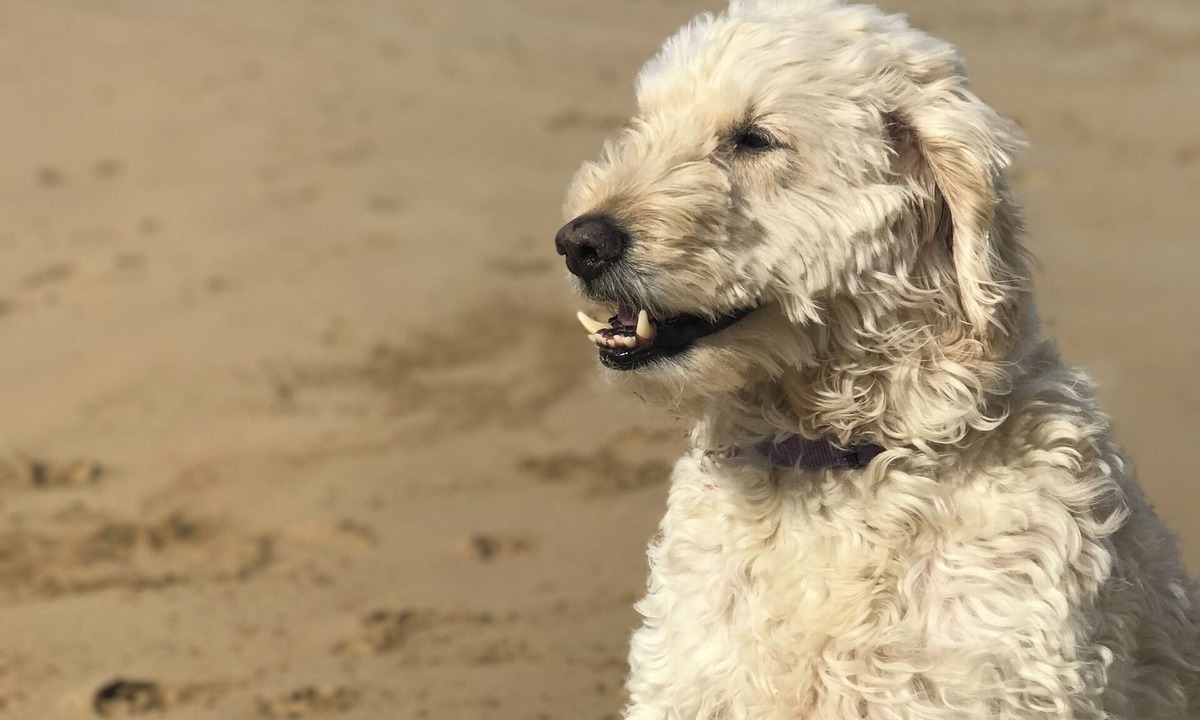 Barwon Heads Cottage | Barwon Cottage a little haven while times are tough for us all.