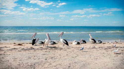 Portarlington Other | Bellarine Bayside Portarlington