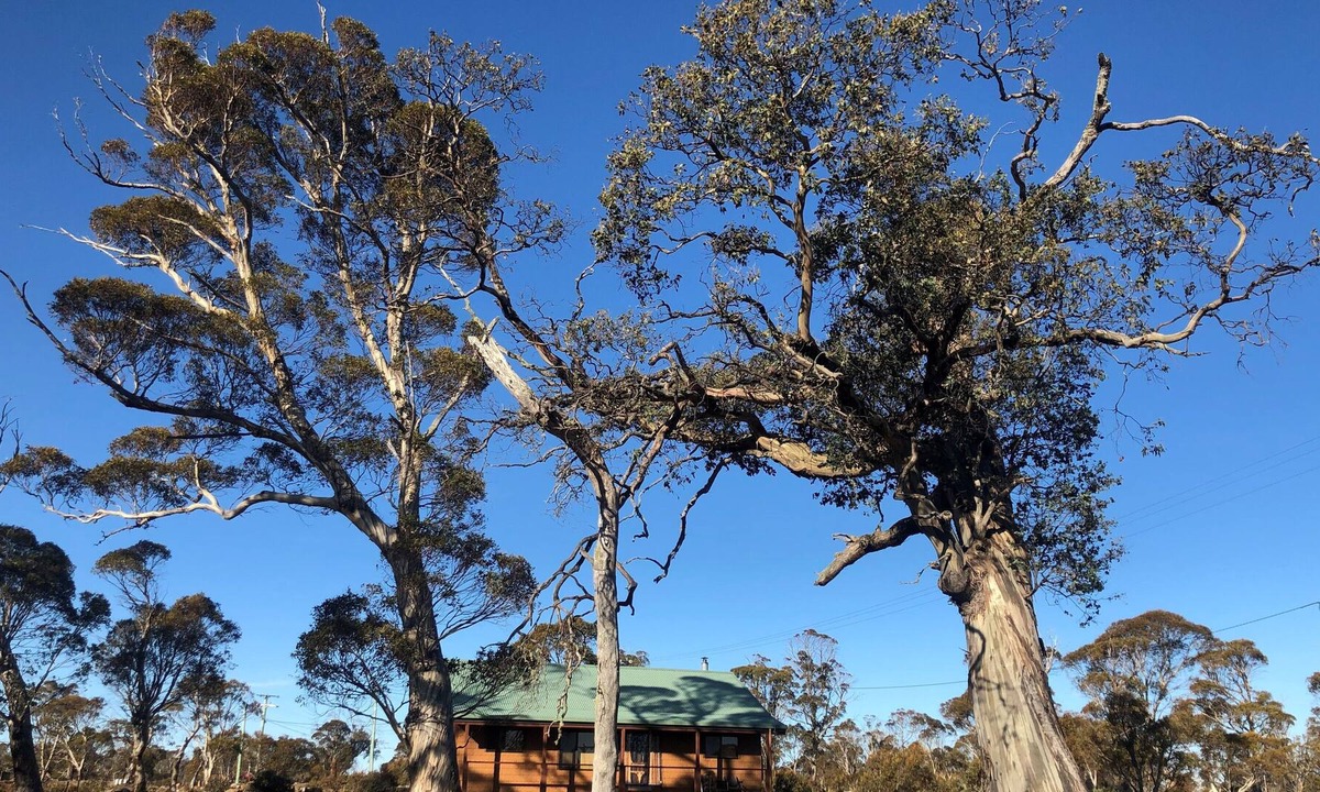 Miena House | Bull Tavern Lodge on Cider Gum