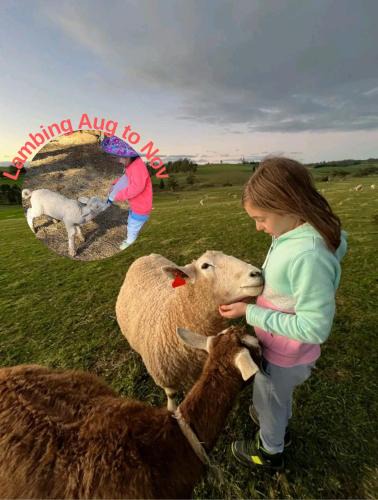 Buln Buln House | JillyPark Farmstay Experience Discover Authentic Farm Life Complimentary Breakfast Included