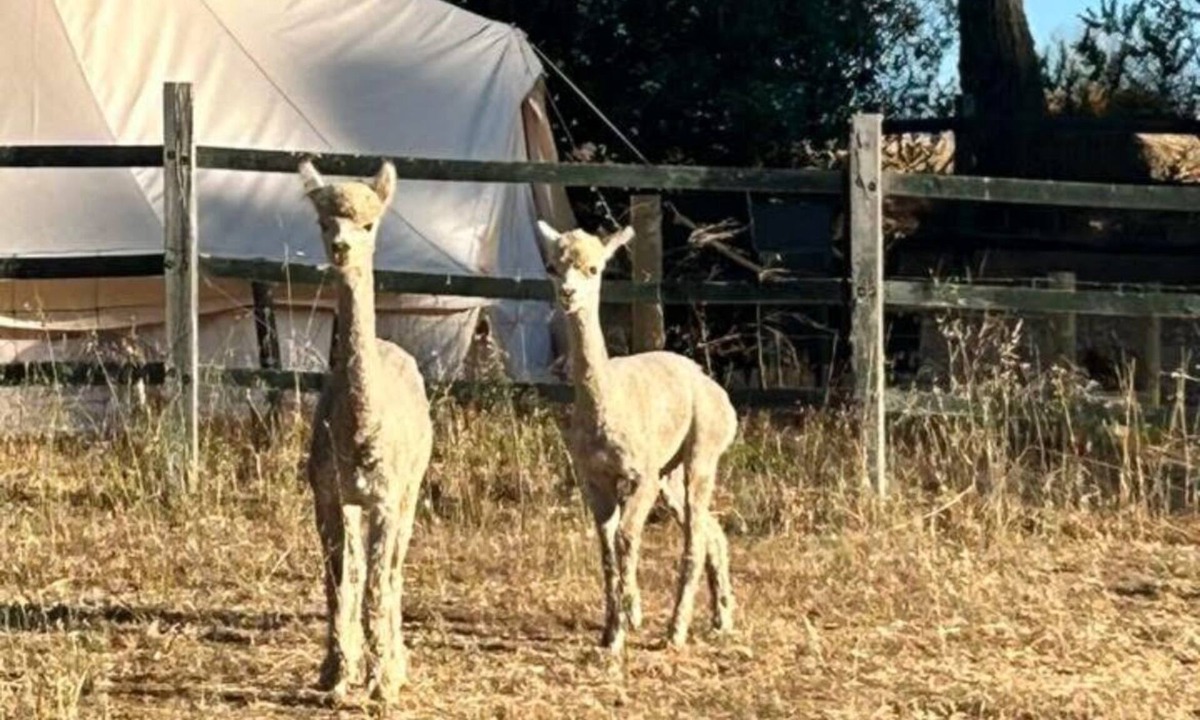 Yornup RV Rental | Large Glamping Tents available 10 mins fromBridgetown