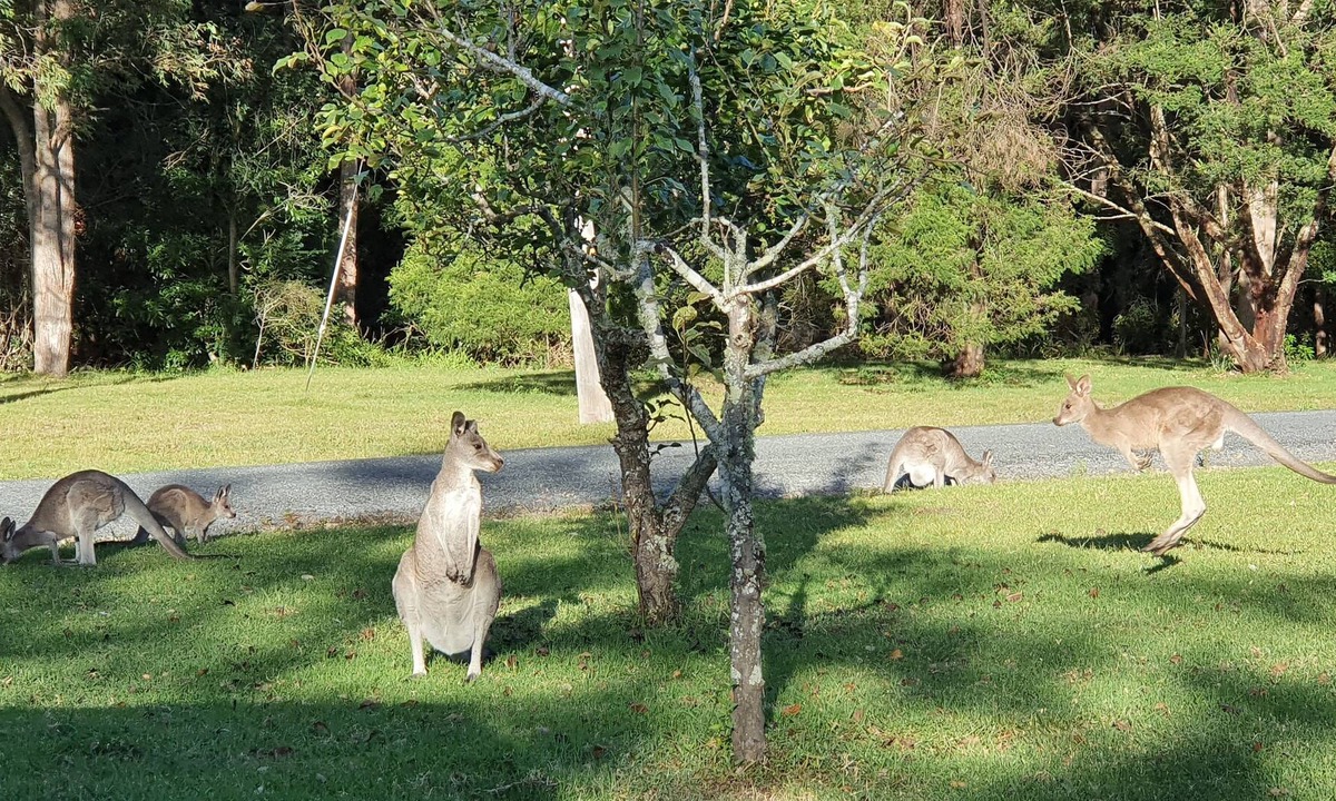 Kangaroo Valley Other | Wildlife haven - rustic farmhouse with gardens, farmland & wilderness to explore