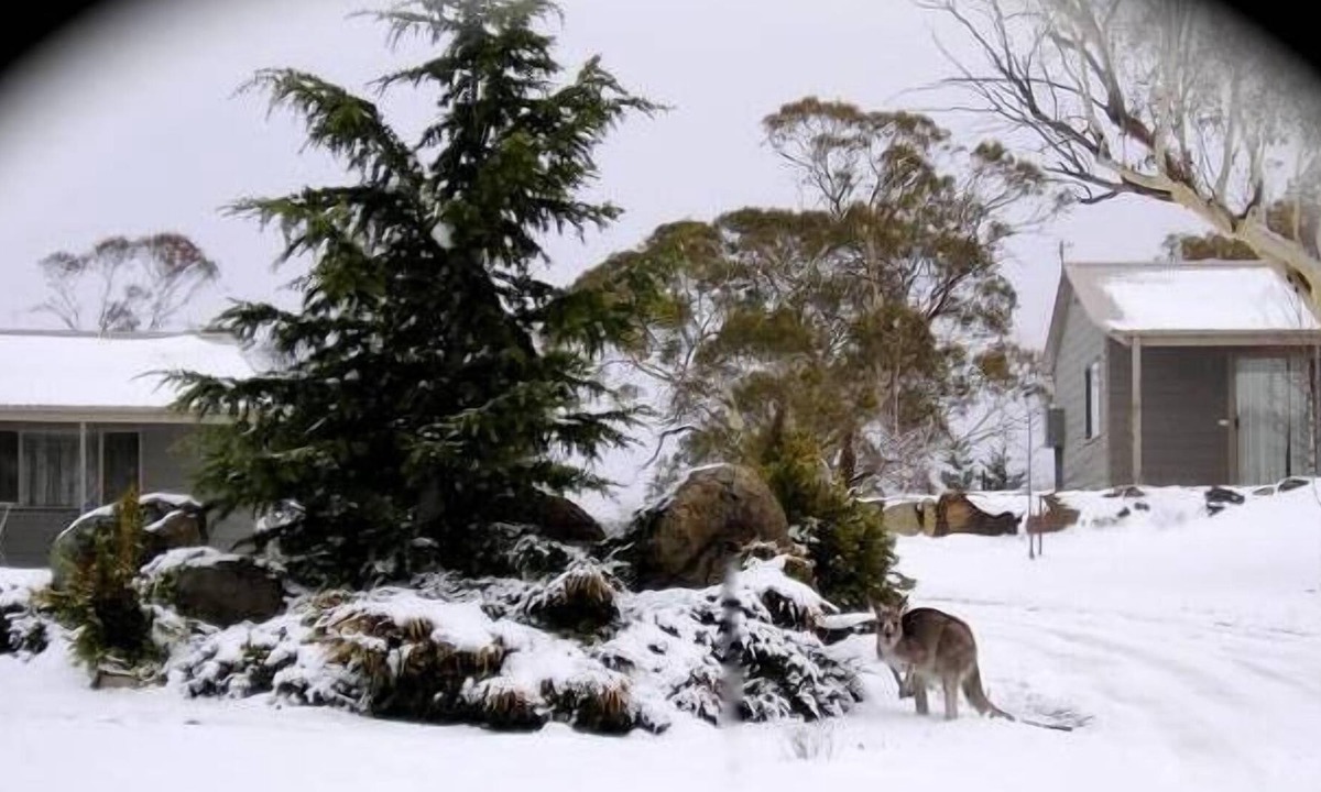 Jindabyne Cottage | Woodbury Park Jindabyne - luxury purpose built kennel for fur guests