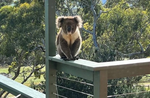 Yankalilla Villa | Allusion Farmstay & Vineyard - Unit 2 Shiraz