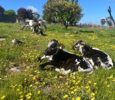 Mia Mia Villa | Campaspe Valley View 20 Acres Farm Stay