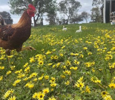 Mia Mia Villa | Campaspe Valley View 20 Acres Farm Stay