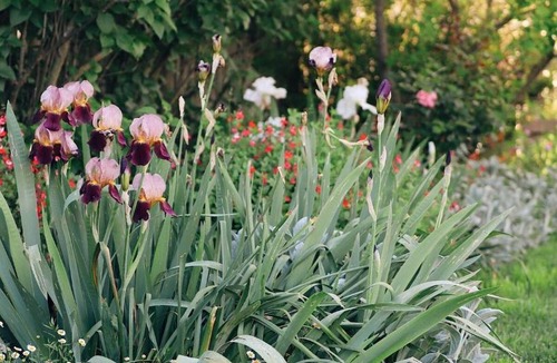 Armidale House | Charming Heritage Cottage