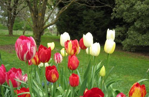 Clifton Grove Bed & Breakfast | Clifton Gardens Bed & Breakfast - Orange