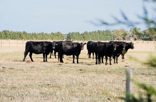 Connewarre House | Connewarre Farm Stay - Sleeps 10 - Acreage By HostyCo