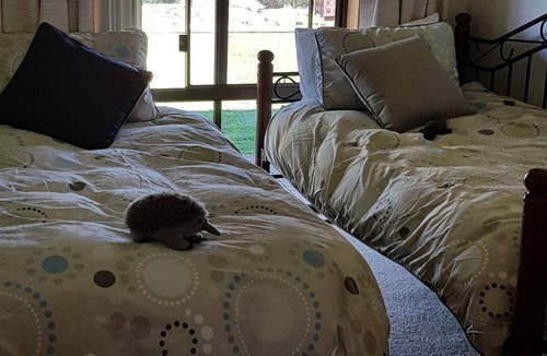Big Hill House | FREE 2PM CHECKOUT at ROLLING HILLS FARMSTAY at Big Hill, sleeps up to 16.