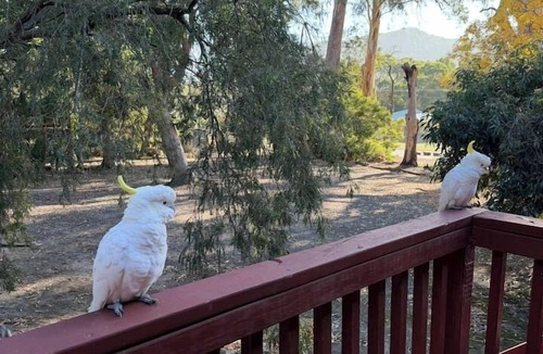 Halls Gap Cabin | Froggy`s Quarters Cabin 7 - Platypus