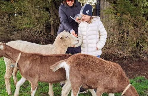 Buln Buln House | JillyPark Farmstay Experience Discover Authentic Farm Life Complimentary Breakfast Included