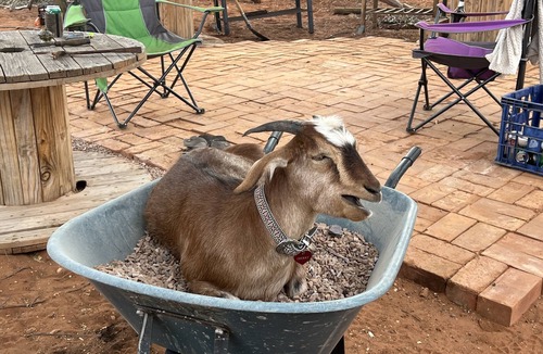 Willowie House | Katz Retreat, interactive farm stay