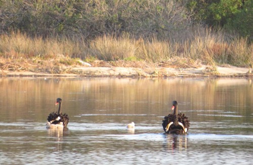 Lakes Entrance Hotel | Lakes Entrance Waterfront Cottages with King Beds