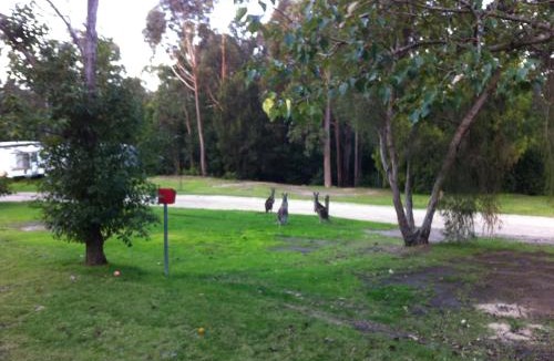 Mallacoota Resort | Mallacoota's Shady Gully Caravan Park