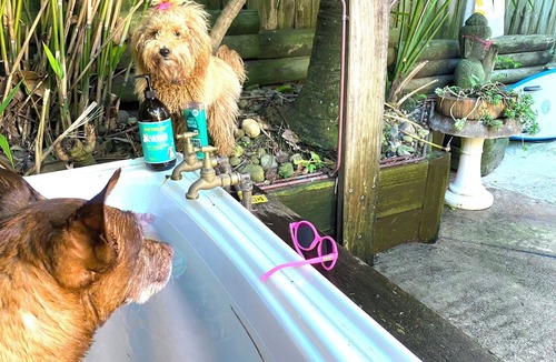 Port Macquarie House | Paws n Relax - Pet friendly, walk to off leash beach and cafes