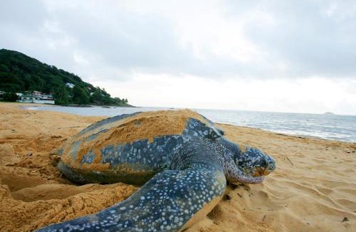 Remire Montjoly Apartment | Perle Noire - Séjours d'affaires - DestinationGuyane - Route des plages
