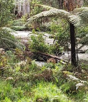 Reefton Apartment | Retreat in a beautiful forest!