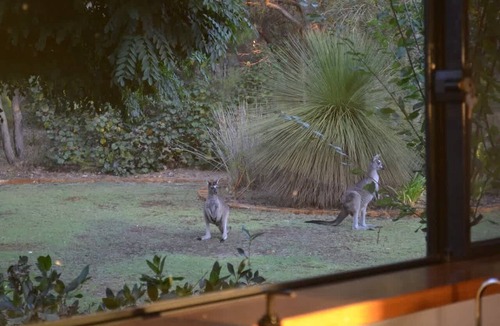 Yallingup House | Roo-topia at Chez Nous—A Yallingup Sanctuary