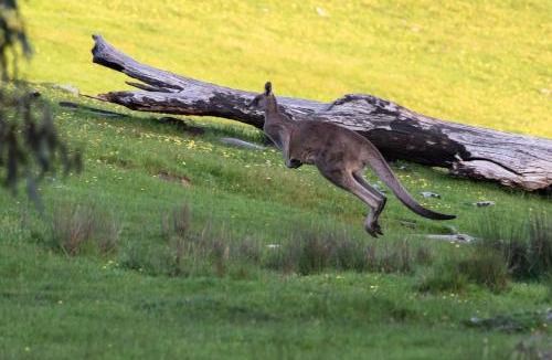 Wooragee House | Serena Cottages Beechworth - Your Country Getaway - 1