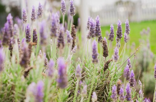 Lovedale House | Staghorn Manor