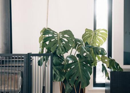 Hahndorf House | Suyapto House