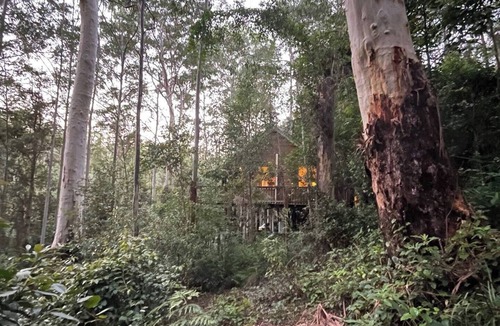 Salisbury Cabin | Tallgums - Immerse Yourself in Ancient Rainforest