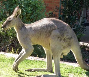 Halls Gap Hotel | The Grampians Motel