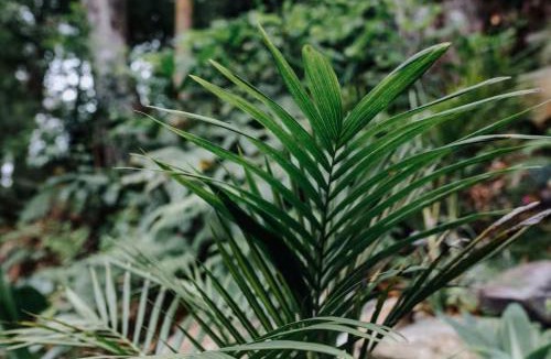 Terrigal Apartment | The Palm Collective where Relaxation Comes Naturally