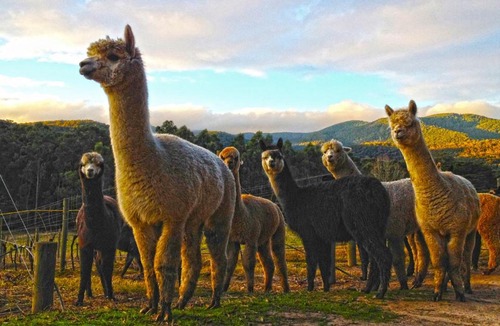 Healesville House | Valley Farm Vineyard Villas