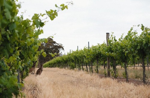 Upper Wakefield Bed & Breakfast | Wild Olive Cottage Clare Valley