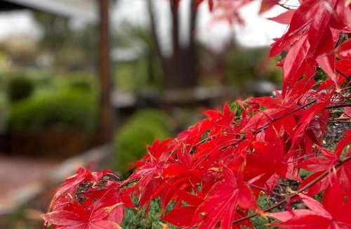 Upper Wakefield Bed & Breakfast | Wild Olive Cottage Clare Valley
