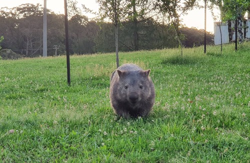 Kangaroo Valley Other | Wildlife haven - rustic farmhouse with gardens, farmland & wilderness to explore