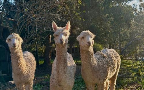 Grose Wold Apartment | Windsong Meadow Country Retreat
