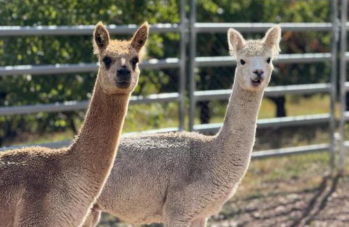 Woori Yallock House | Yarra valley orchard view farm escape