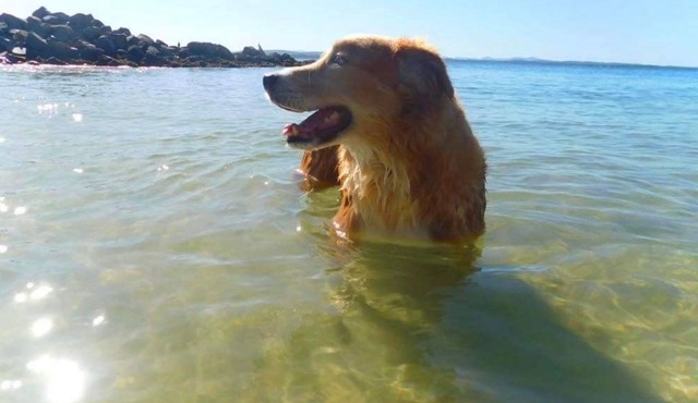 4 Gilchrist Rd - pet friendly, air con, Wi-Fi