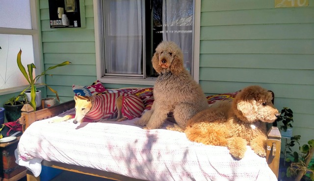 Arty colour-filled cottage in East Orange. Pet friendly!