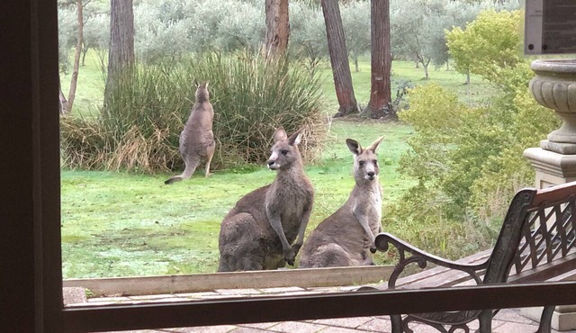 CountrysideRetreat Romance Luxury Cottage NativeWildlife Daylesford – Hepburn