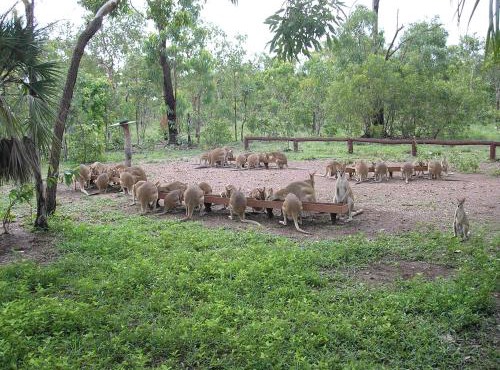 Nina's Ark Wildlife Sanctuary Package