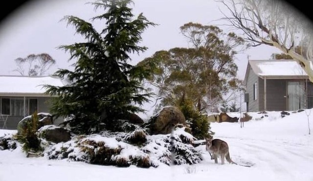 Woodbury Park Jindabyne - luxury purpose built kennel for fur guests