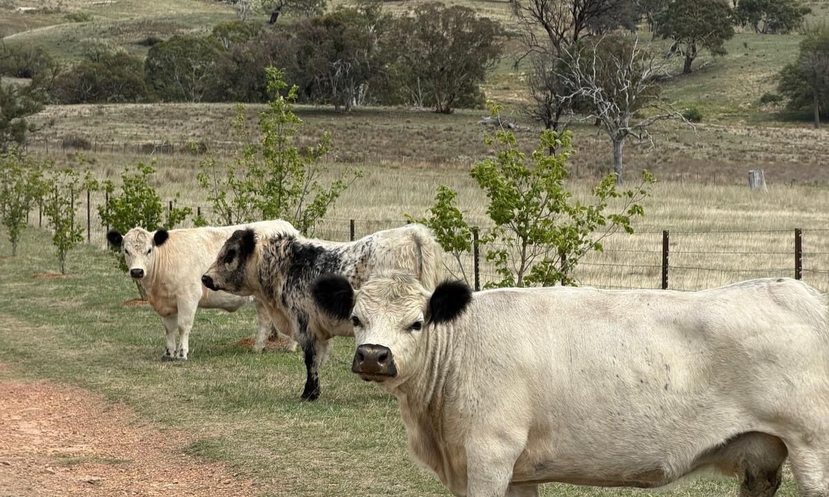 Hargraves Other | Farmstay Mudgee Region