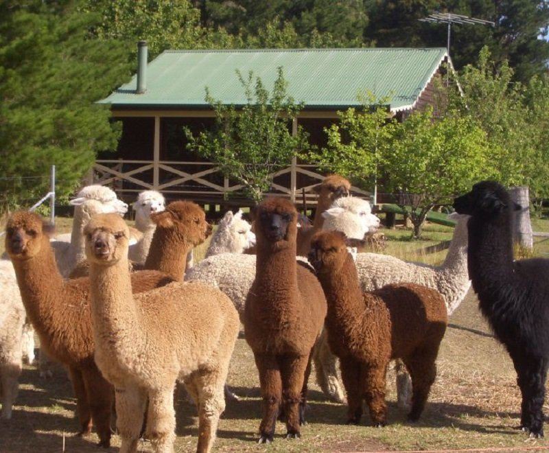 Photo of Others in Kurrajong Heights