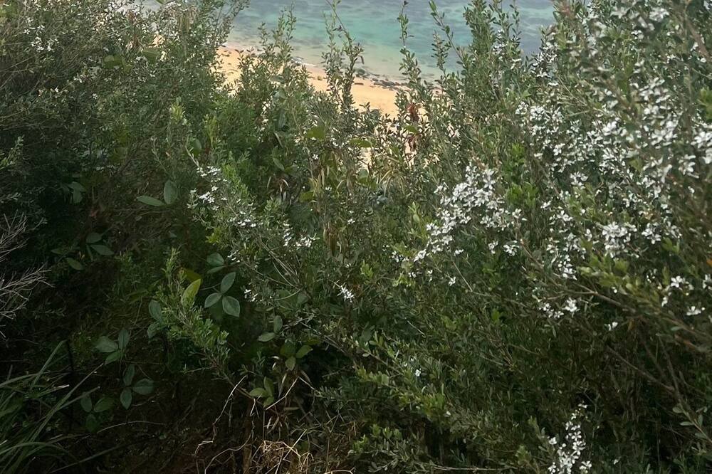 Photo of Others in Wamberal