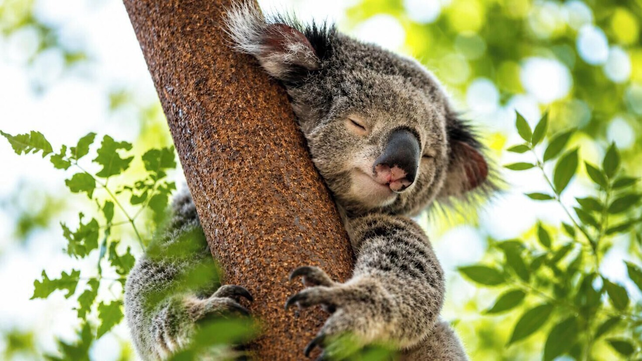 Photo of Others in Bateau Bay