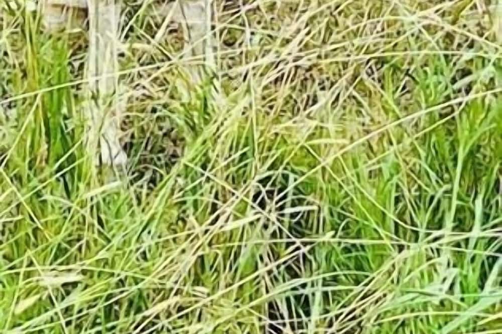 Photo of Others in Yarramundi