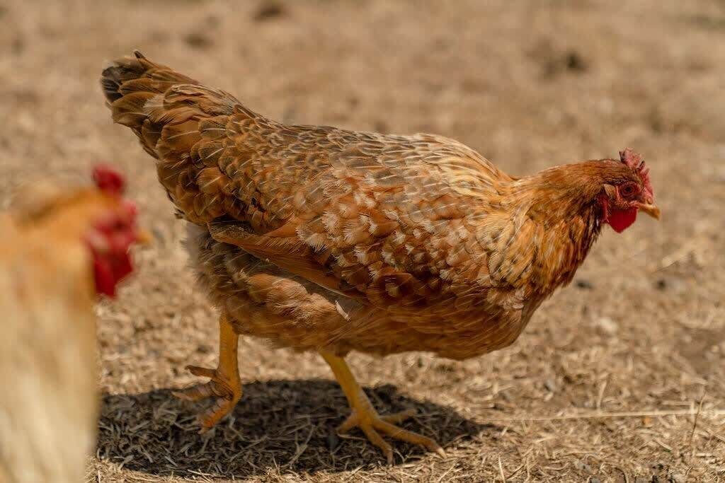 Photo of Others in Smeaton