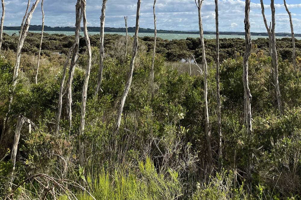 Photo of Others in Venus Bay
