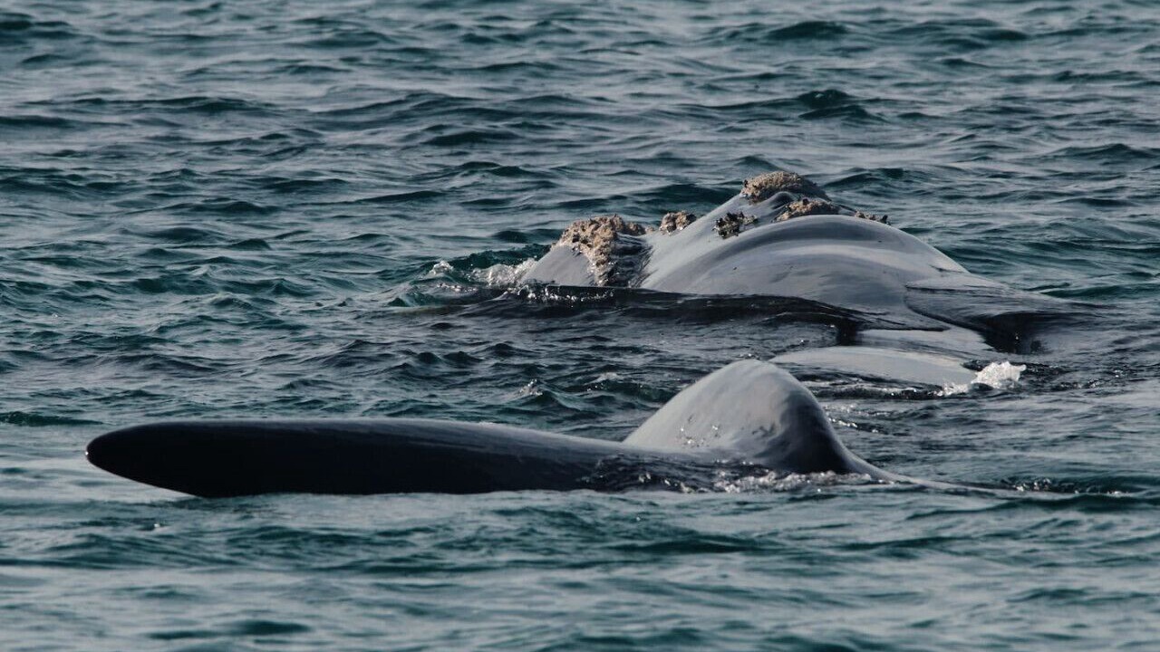 Photo of Others in Warrnambool