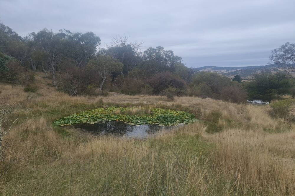 Photo of Others in Berridale